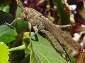 2012-0421-1445_Locust_Malaga_Spain_25C